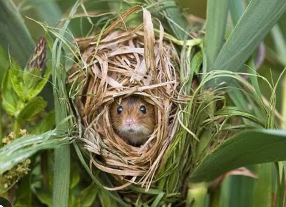 カヤネズミの゙巣　6個セット