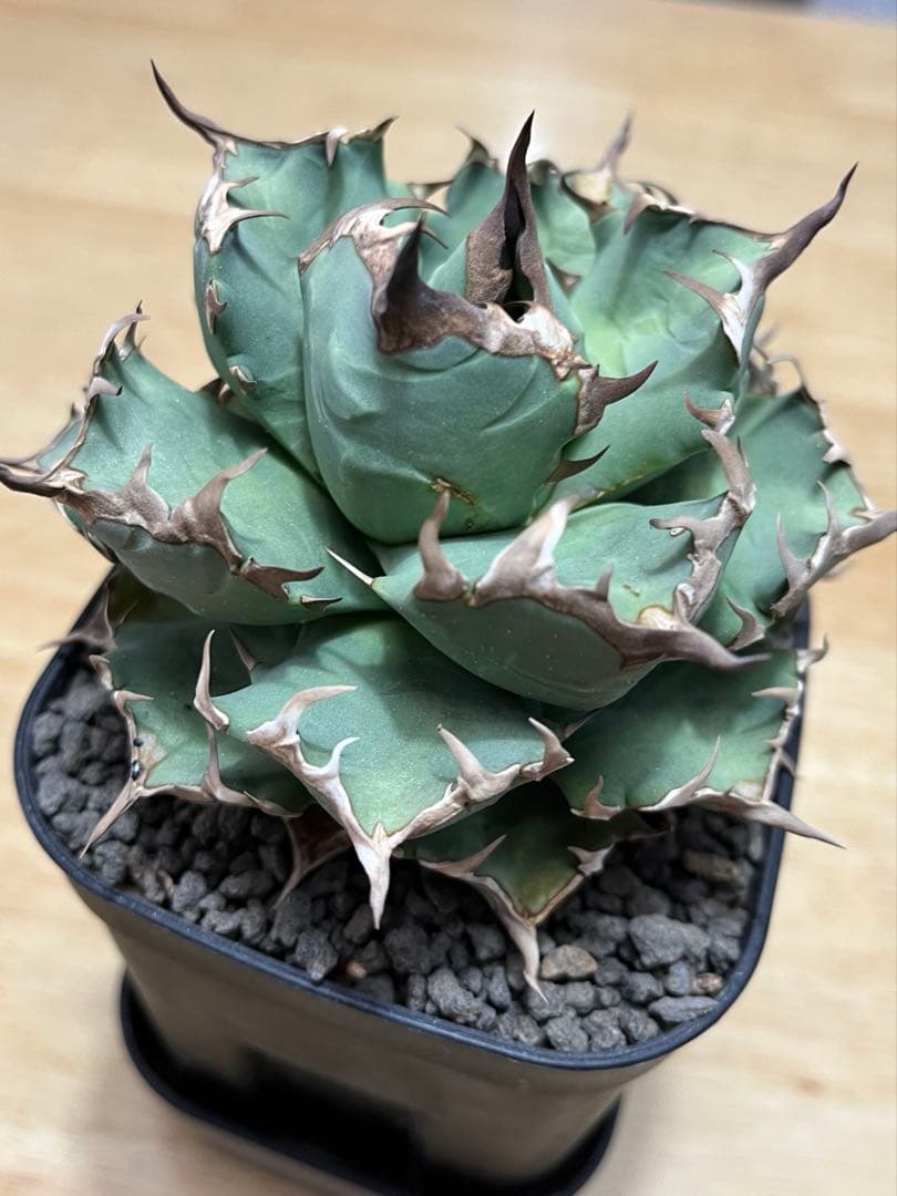 アガベ　チタノタ　姫厳龍　親株サイズ
