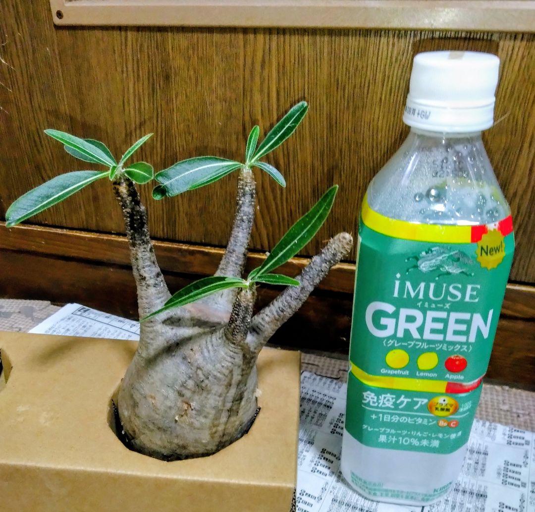 弱*店様 冬なのに元気な　グラキリスパキポディウム