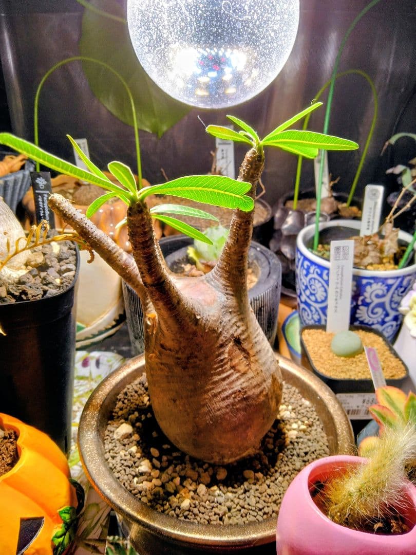 弱*店様 冬なのに元気な　グラキリスパキポディウム