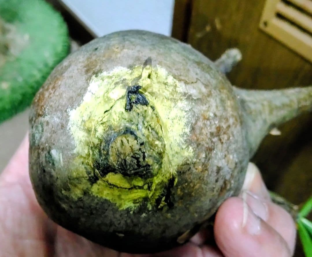 弱*店様 冬なのに元気な　グラキリスパキポディウム