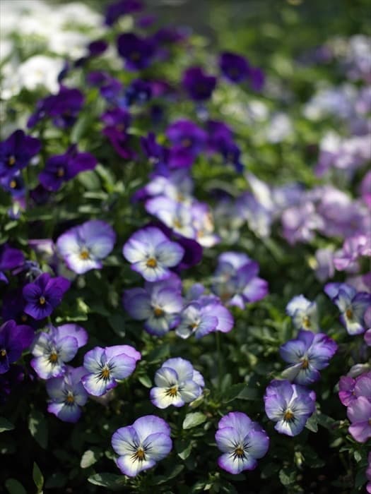 レンズ(単焦点) HASSELBLAD SUPER-EBC-FUJINON 80mm F2.8