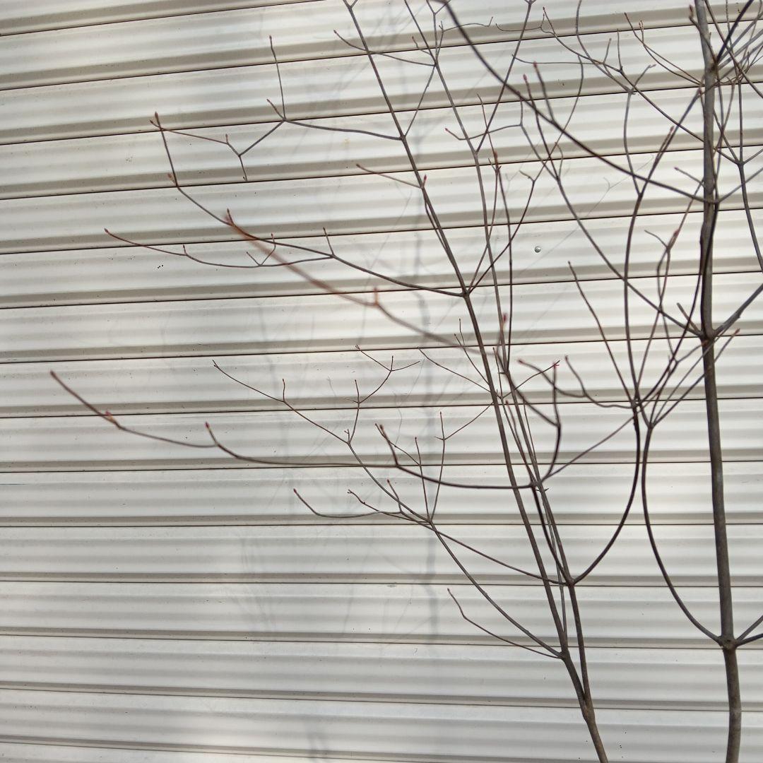 アブラツツジ　3本立ち　山採り