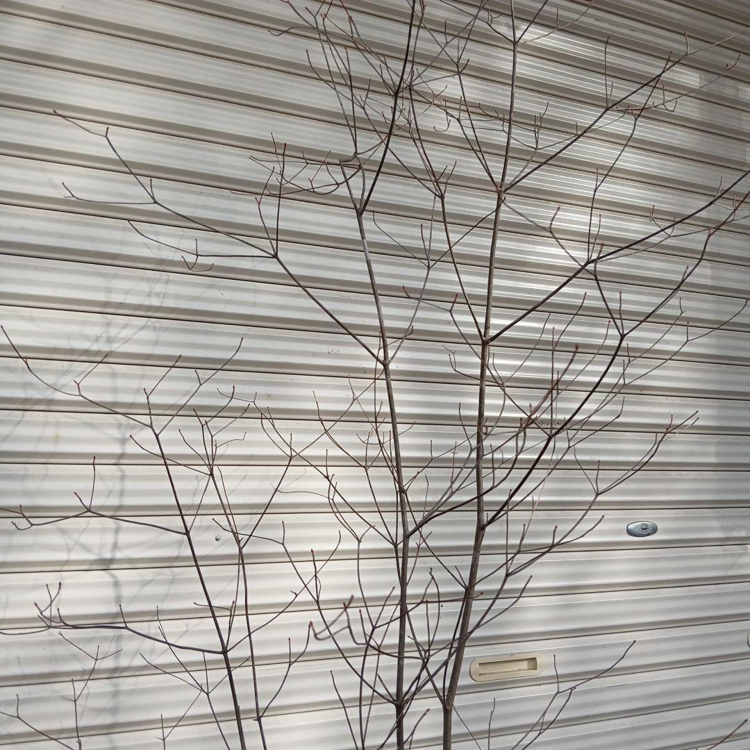 アブラツツジ　3本立ち　山採り