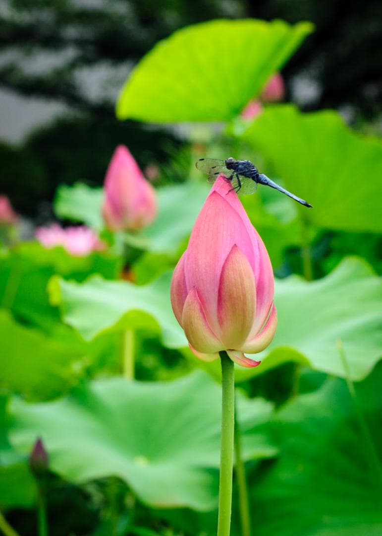 美品 Nikon AF Nikkor 50mm f/1.4D レンズ – 日本製