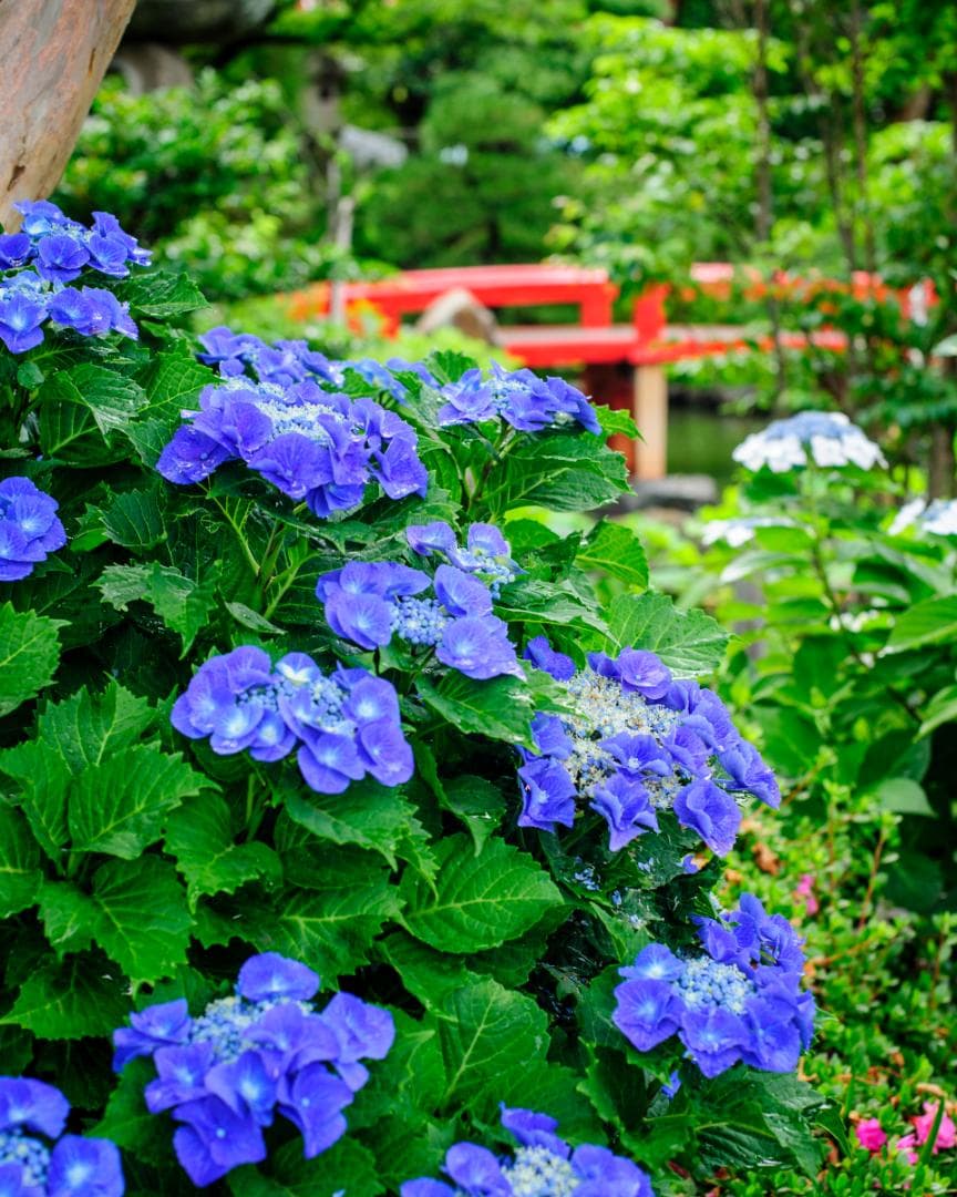 美品 Nikon AF Nikkor 50mm f/1.4D レンズ – 日本製