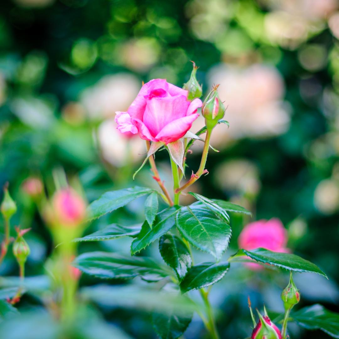 美品 Nikon AF Nikkor 50mm f/1.4D レンズ – 日本製