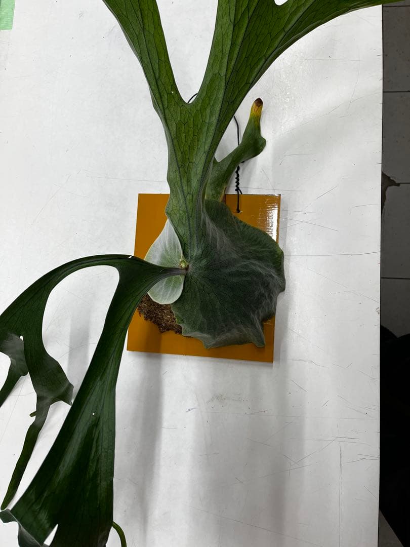 ビカクシダ　コウモリラン　グランデ