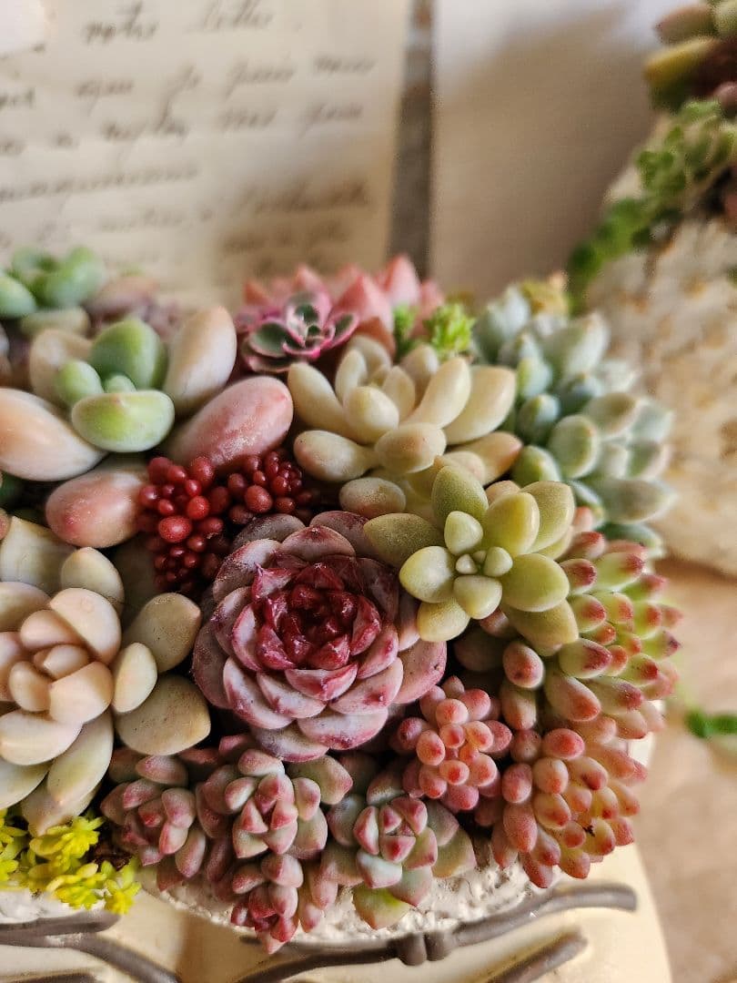 多肉植物寄せ植え