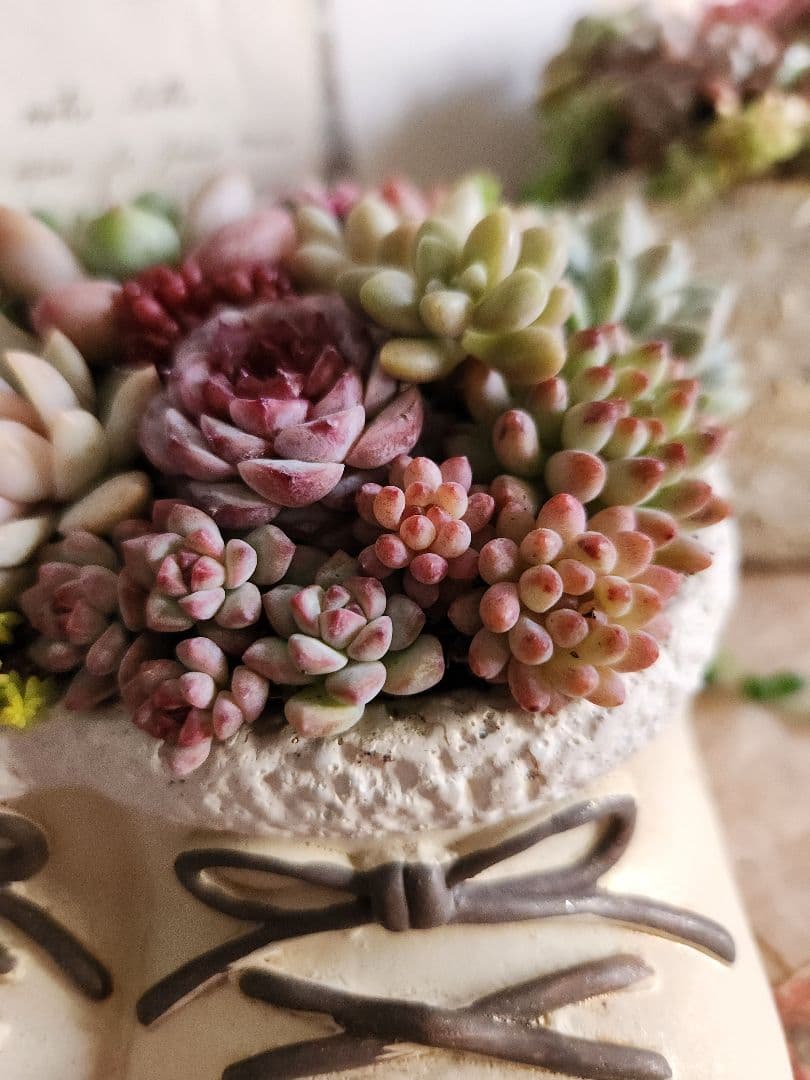 多肉植物寄せ植え