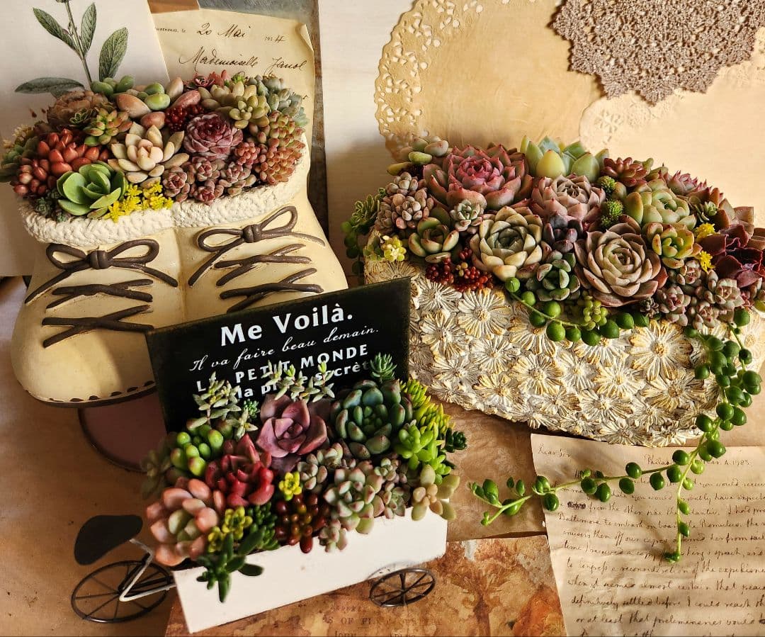多肉植物寄せ植え