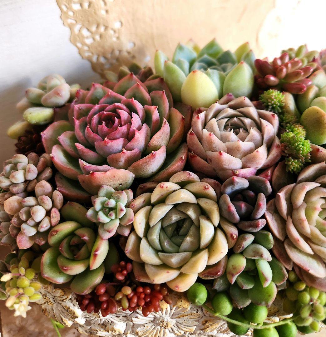 多肉植物寄せ植え