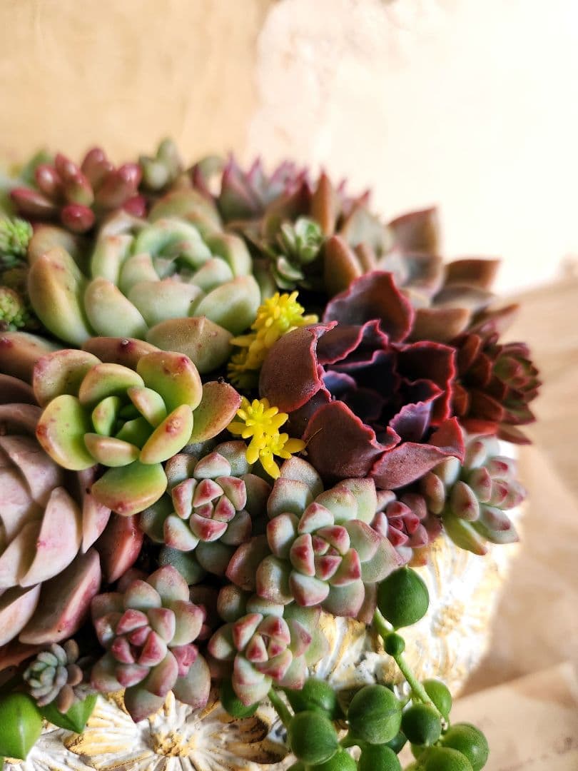 多肉植物寄せ植え