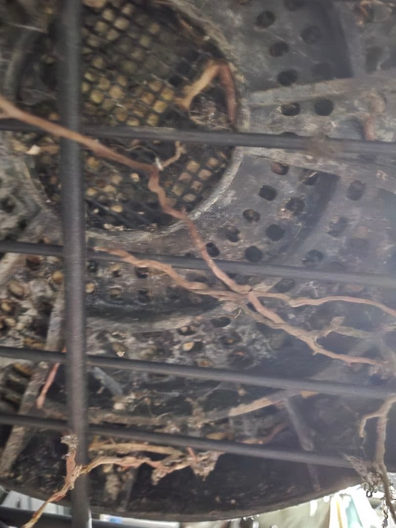 専用出品 ユッカ リネアリフォリア (ち) 3頭