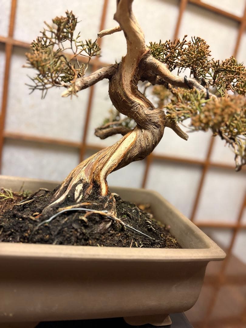 真柏盆栽❗️フォロワー様180人記念！❗️太木❗️値下げ！早い者勝ち。