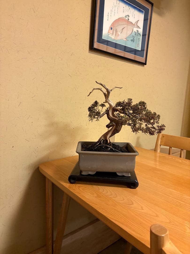 真柏盆栽❗️フォロワー様180人記念！❗️太木❗️値下げ！早い者勝ち。