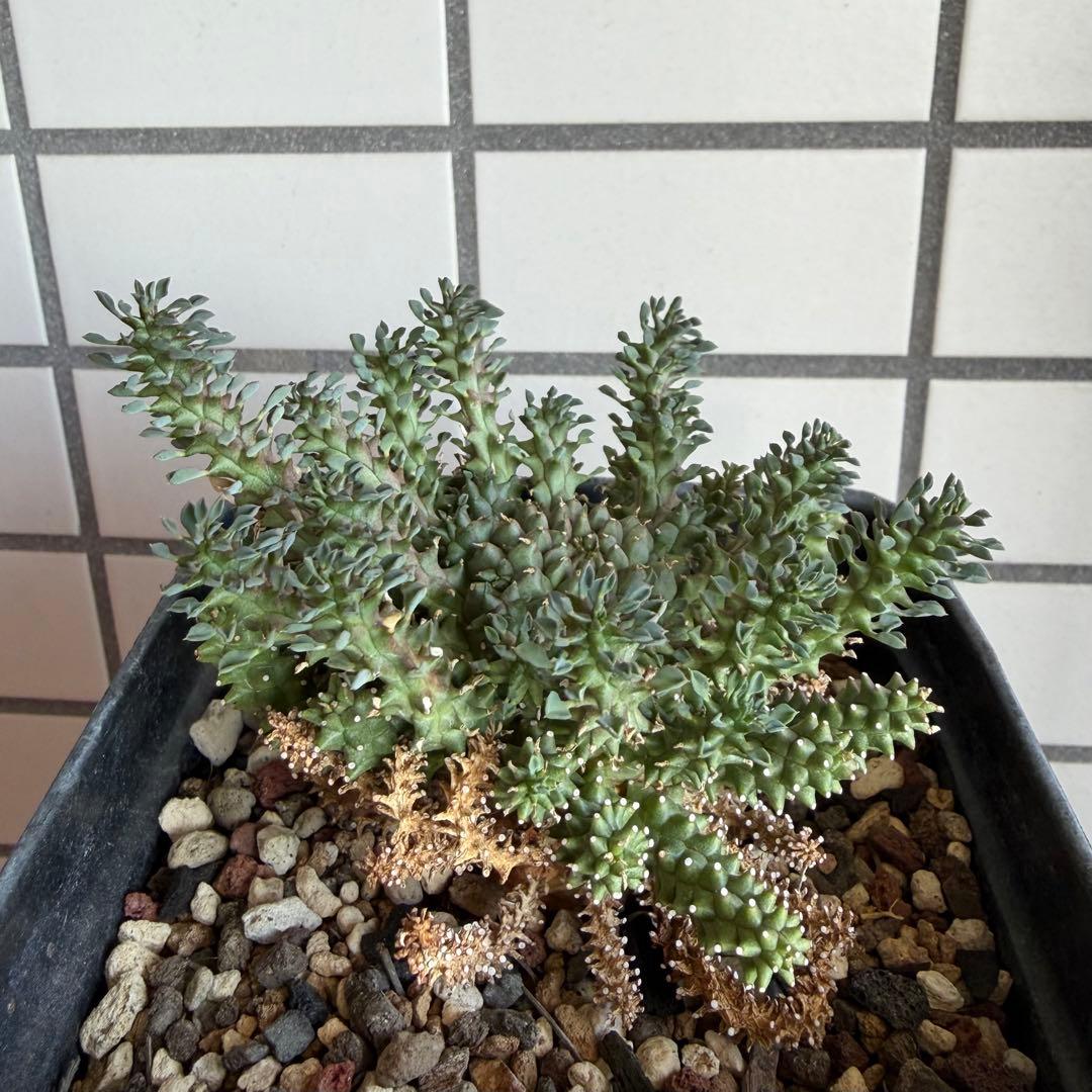 タコモノ ユーフォルビア アトロビリディス 実生