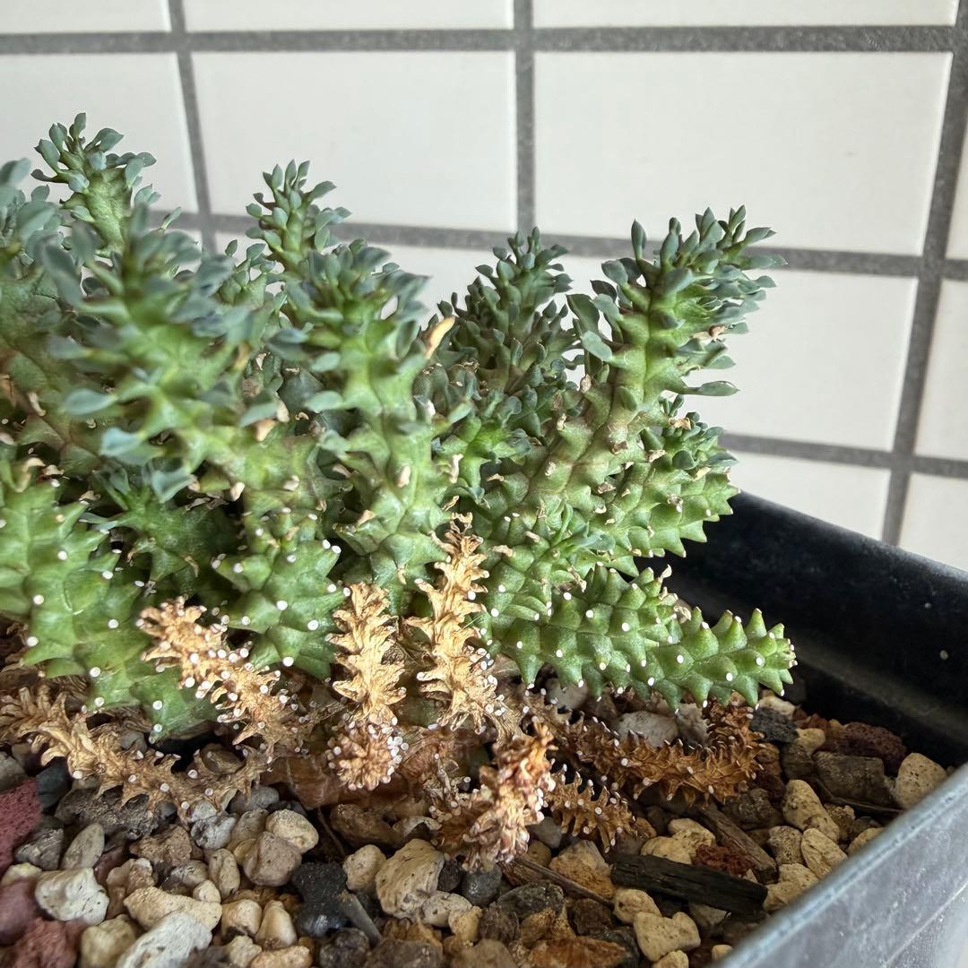 タコモノ ユーフォルビア アトロビリディス 実生