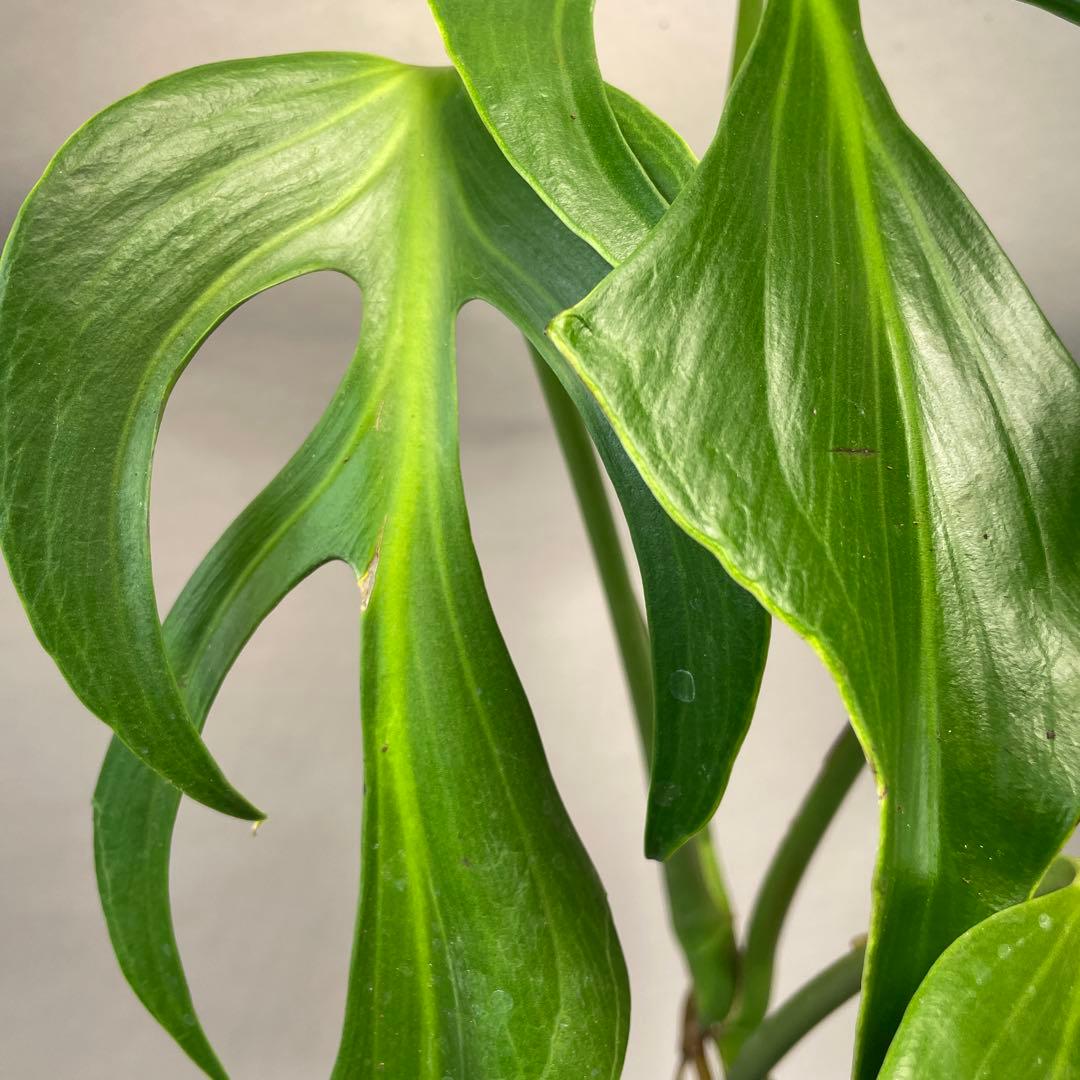 招*6様 a09モンステラ バールマルクスフレーム