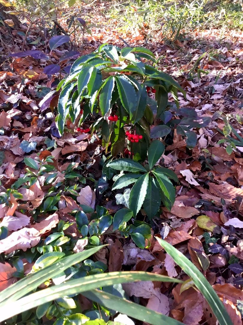 【縁起木/縁起物】大サイズ【野生の万両/マンリョウ】天然/里山自生/元気いっぱい