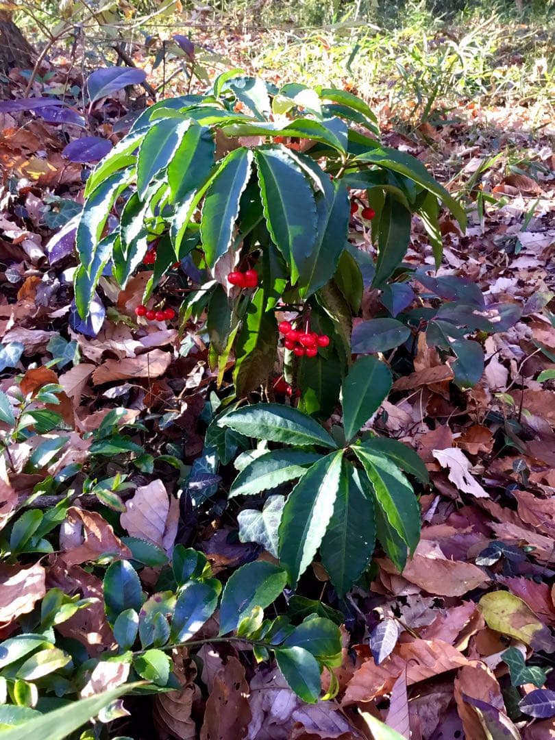 【縁起木/縁起物】大サイズ【野生の万両/マンリョウ】天然/里山自生/元気いっぱい