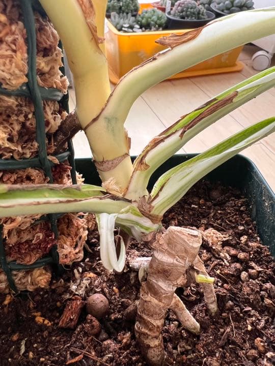 白斑入り 3月7日更新ハーフムーン/フールムーン　モンステラ ボルシギアナ