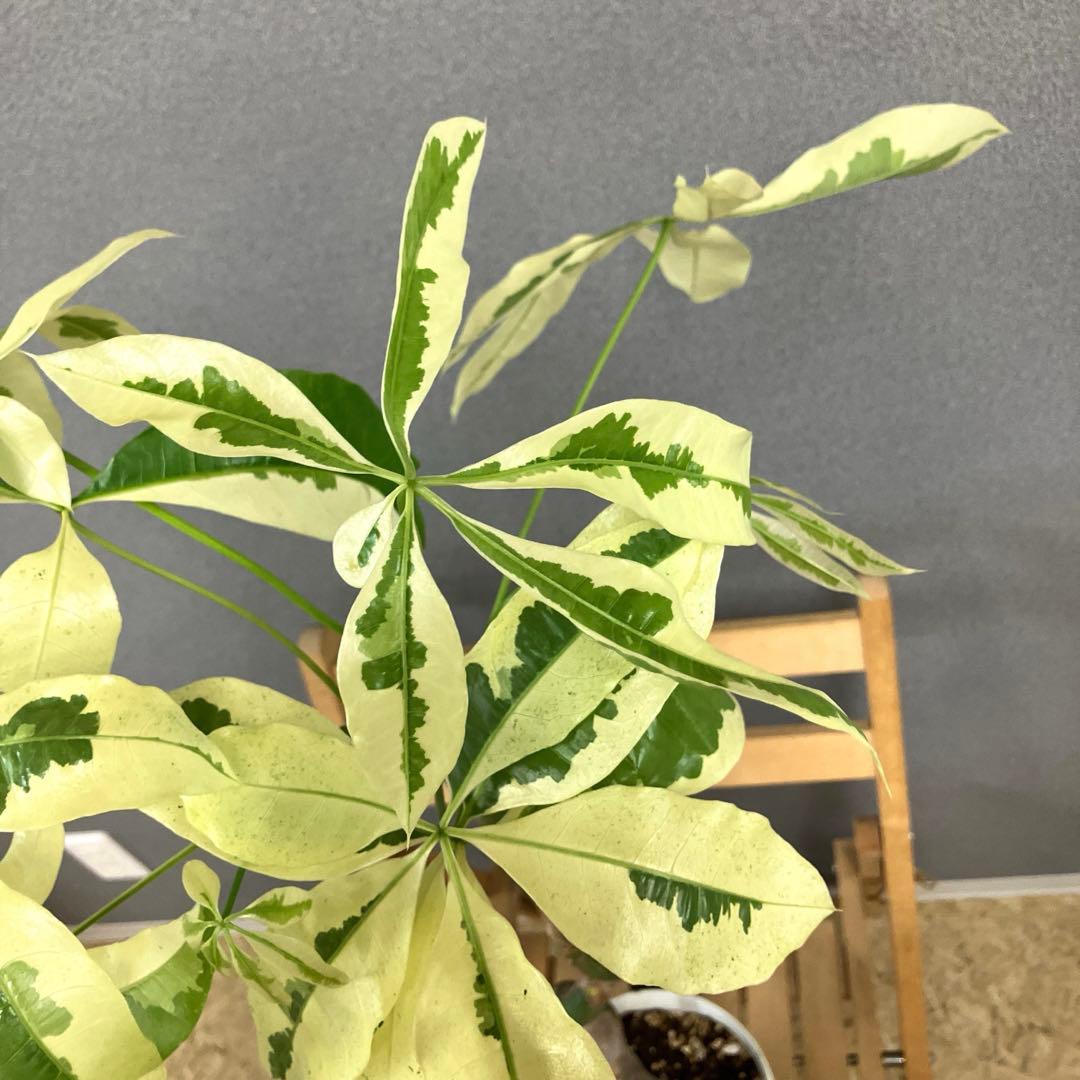 超絶希少❗️希少な白斑❗️幹曲がり❗️パキラ　ムーンライト　実生✨