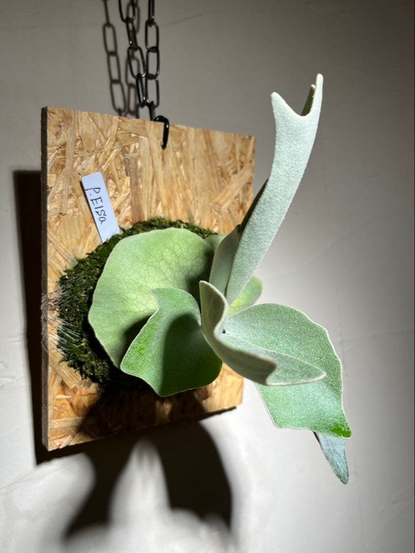 P.Elsa OC エルサ　オリジナルからの株分け子株