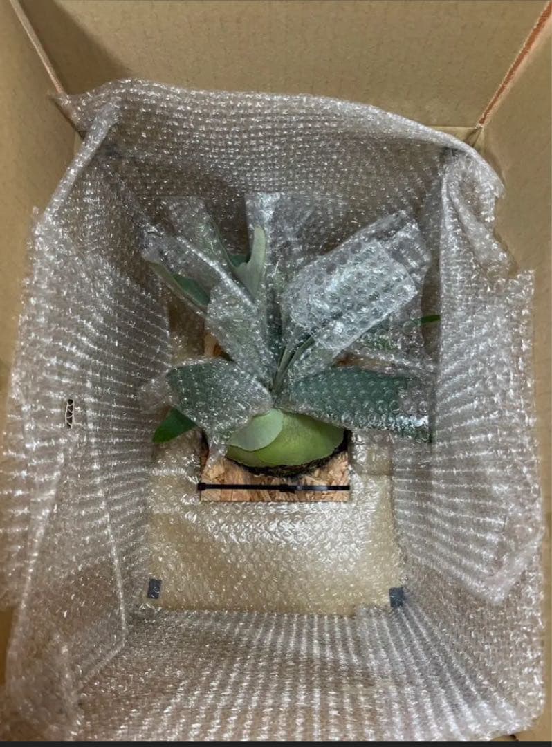 P.Elsa OC エルサ　オリジナルからの株分け子株