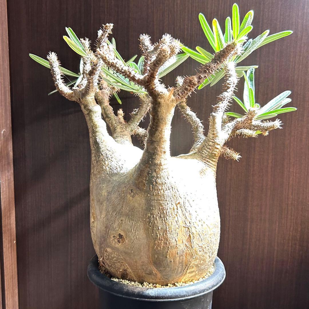 【20㎝超大美株】グラキリス パキポディウム 発根済現地株 塊根 コレクション