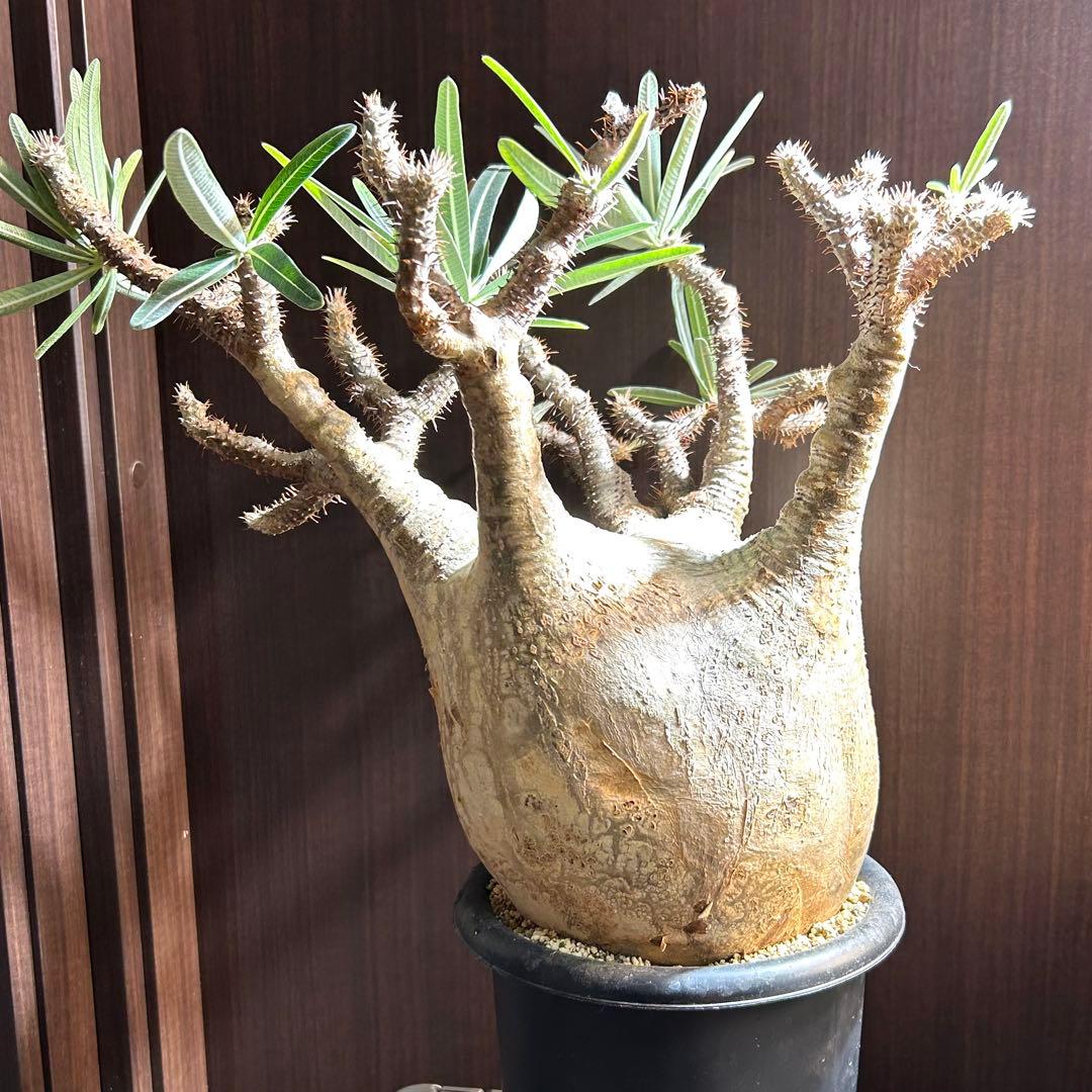 【20㎝超大美株】グラキリス パキポディウム 発根済現地株 塊根 コレクション