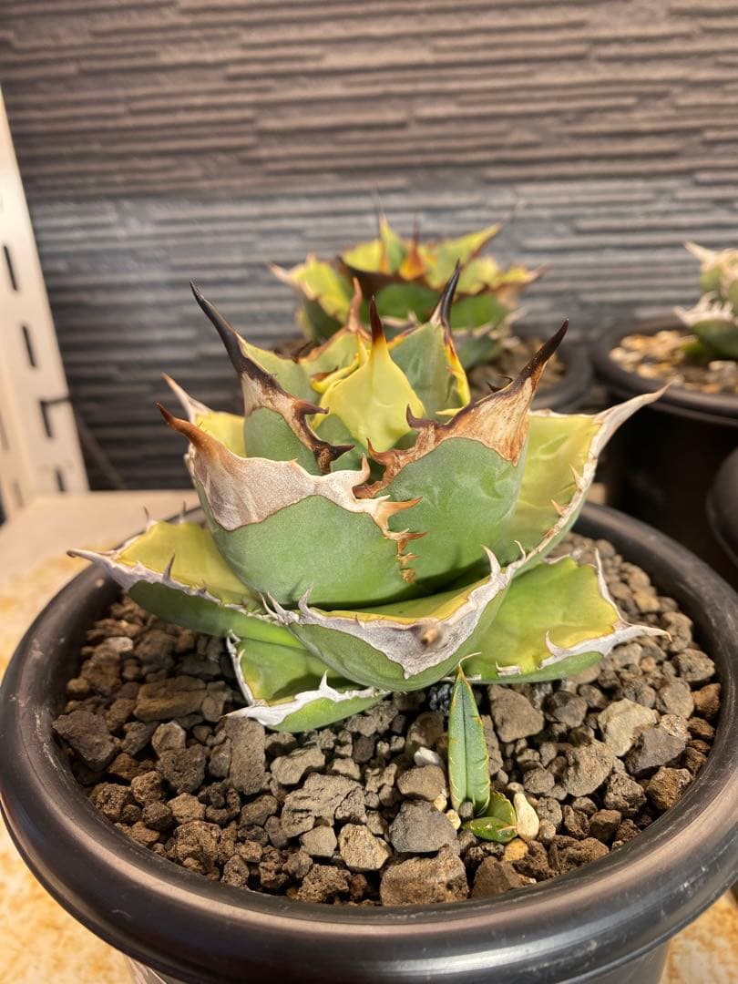 アガベ　オテロイ　実生