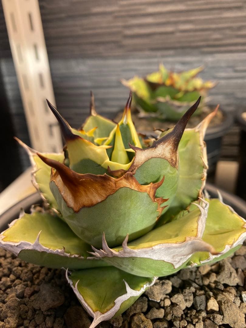 アガベ　オテロイ　実生