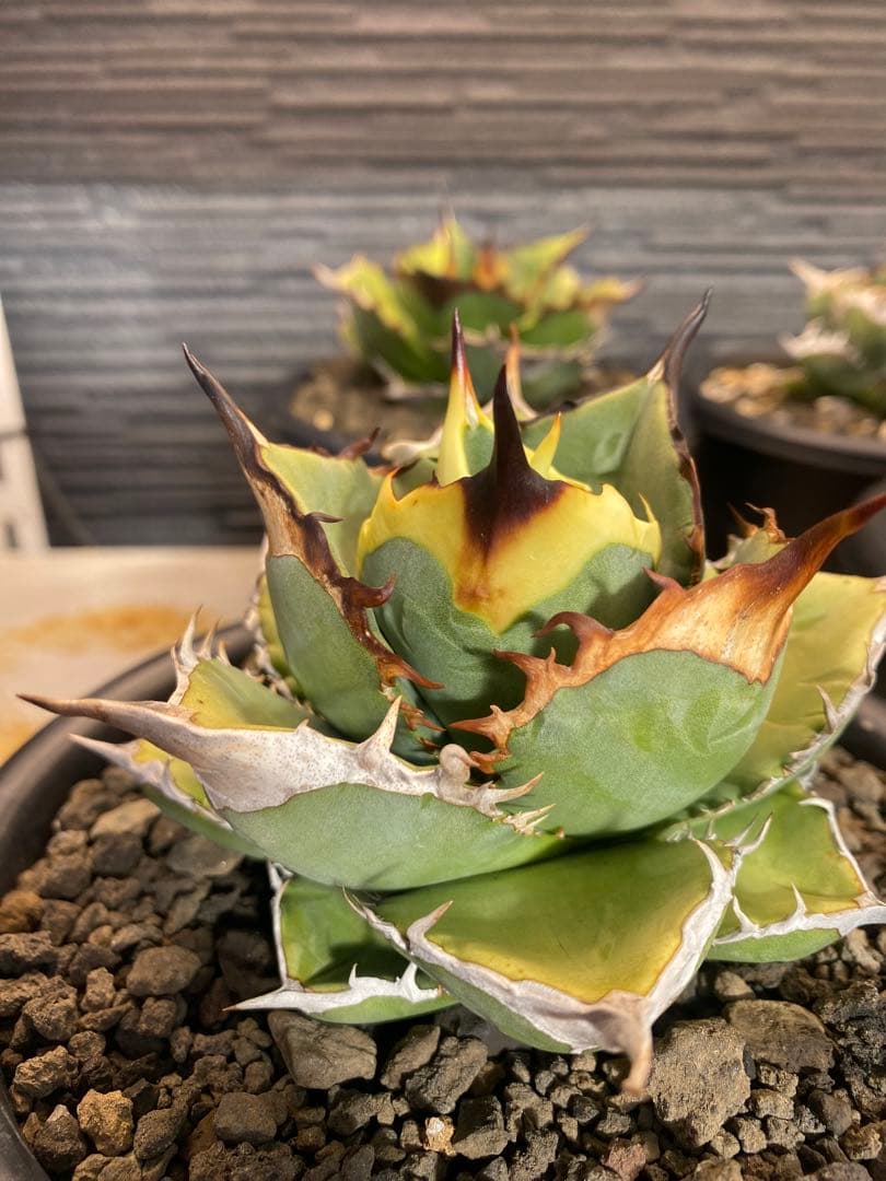 アガベ　オテロイ　実生