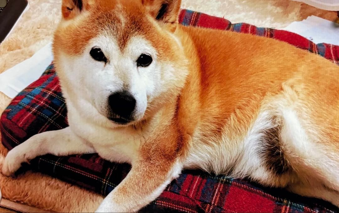 EPSON プリンターEP-711A インクジェットプリンター ジャンク品