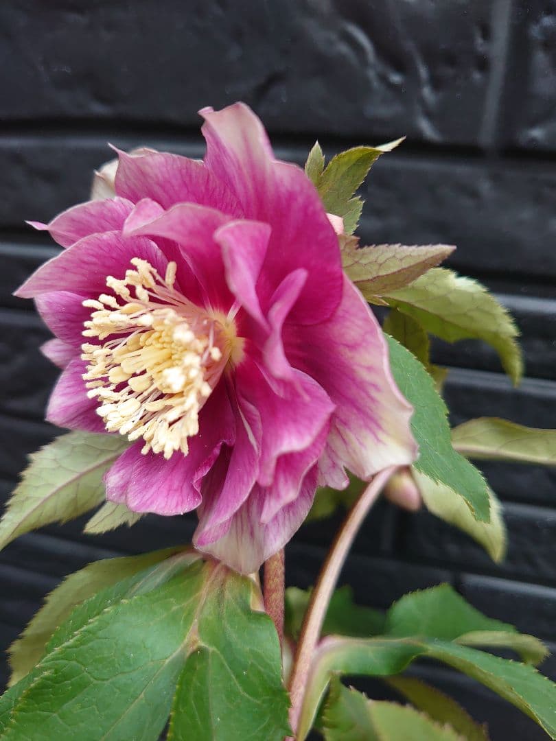 広瀬園芸　クリスマスローズ　Ｄ