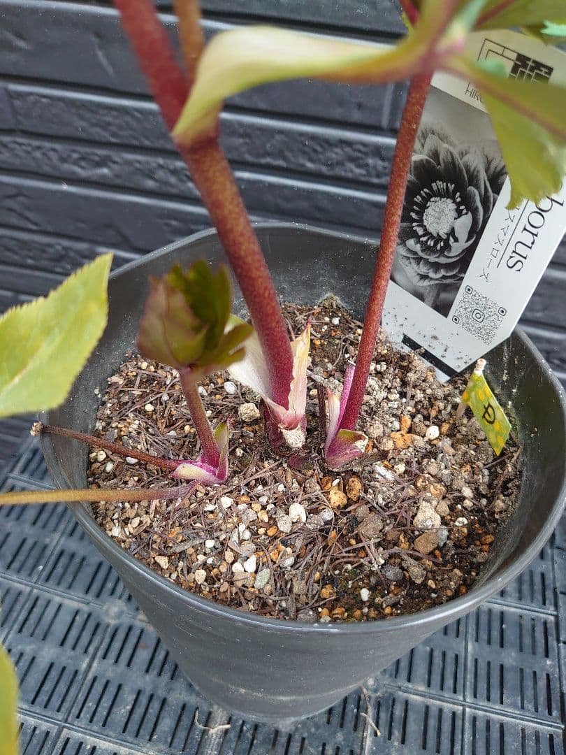 広瀬園芸　クリスマスローズ　Ｄ