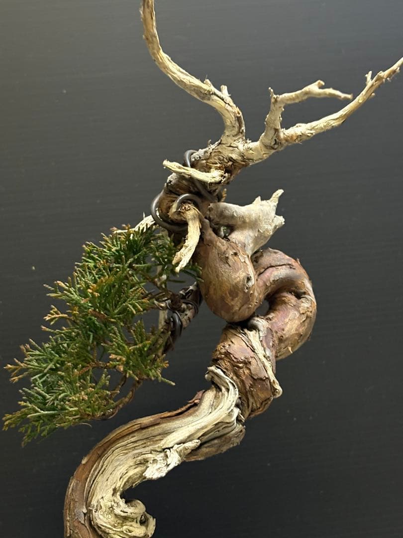 [ちゃんいち盆栽]真柏