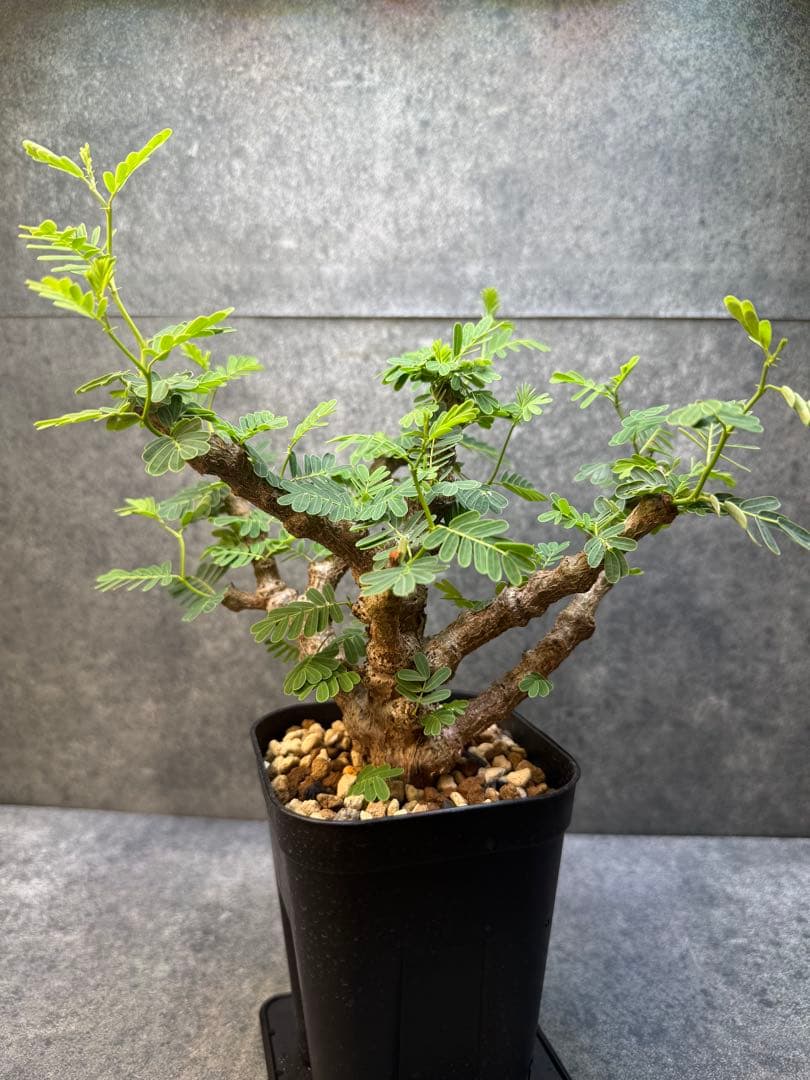 センナ　メリディオナリス　海外実生　発根済み　428