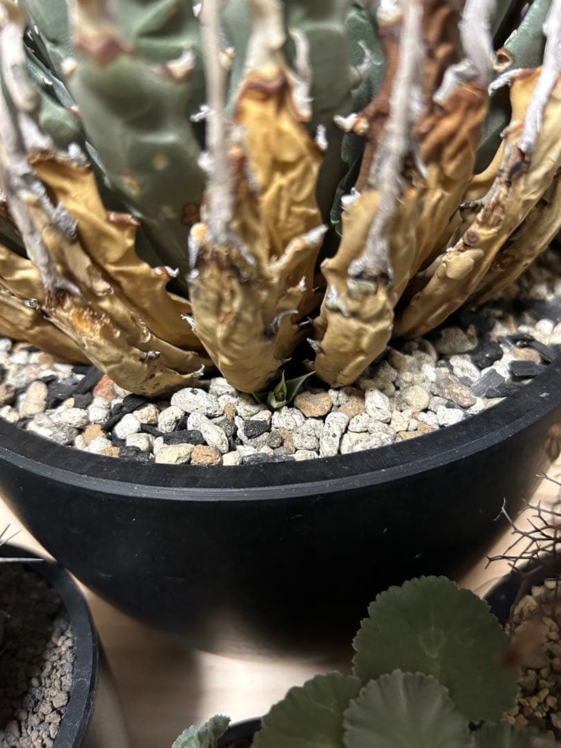 アガベユタエンシスエボリスピナ陽炎　子株付き