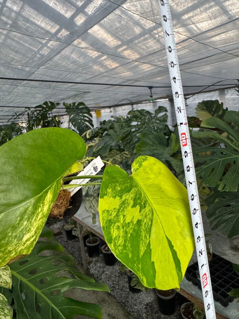 u*o様 K5モンステラ　イエローマリリン　黄斑入り