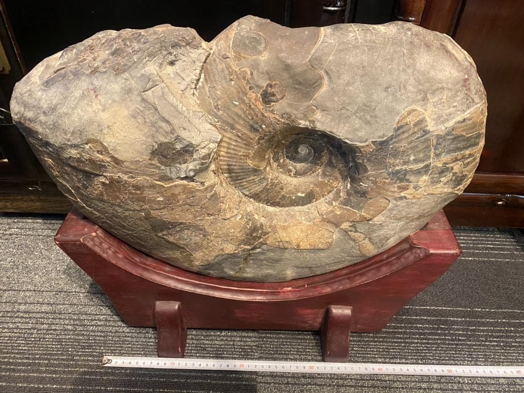 アンモナイト 特大 化石 ジュラ紀 古代 台付(YC609)