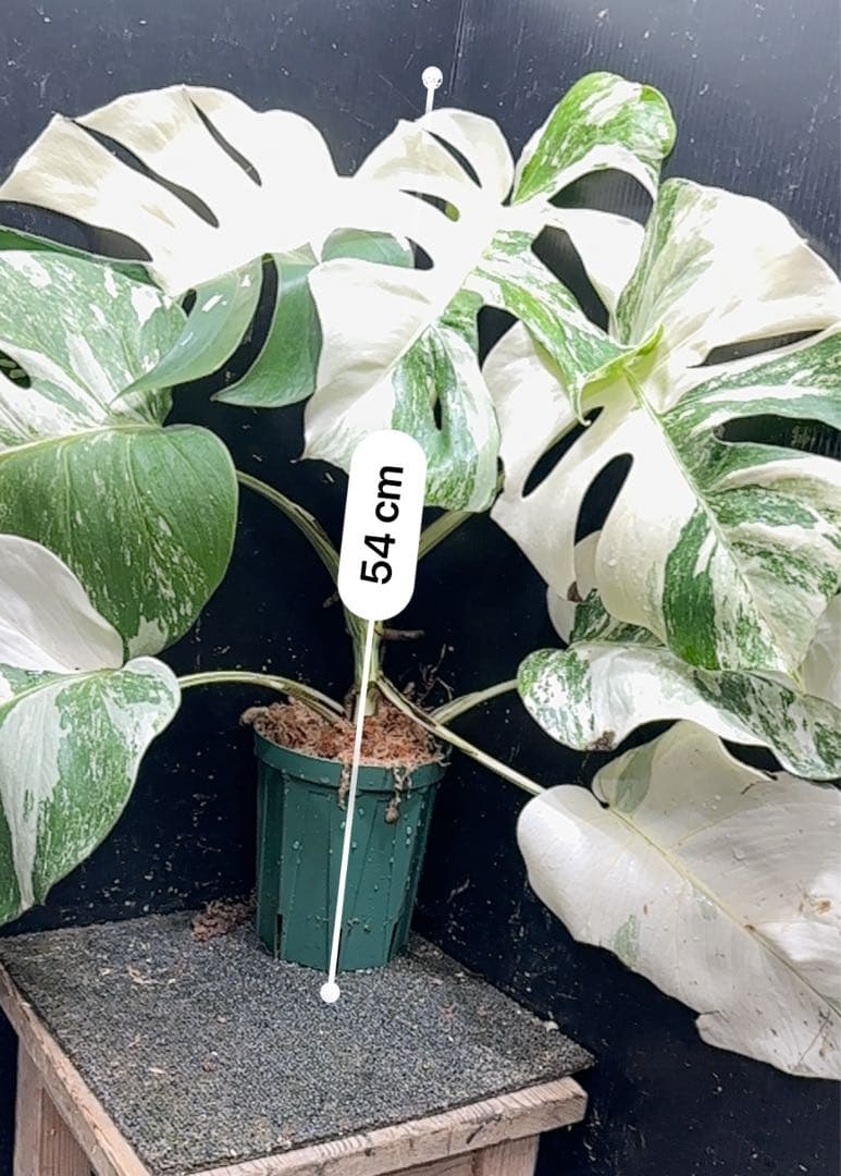 K*a様 斑入りモンステラ ホワイトタイガー極美大株54cm白斑多