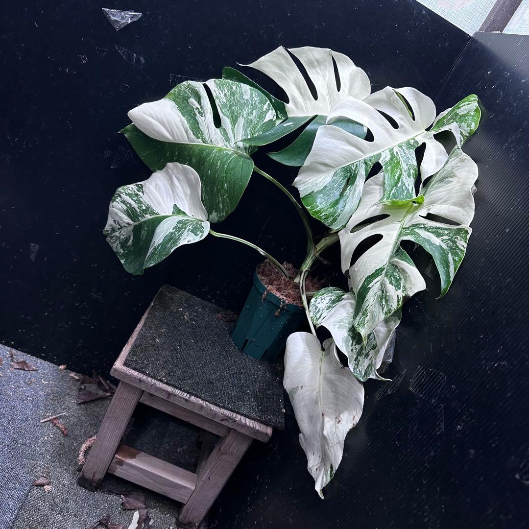 K*a様 斑入りモンステラ ホワイトタイガー極美大株54cm白斑多