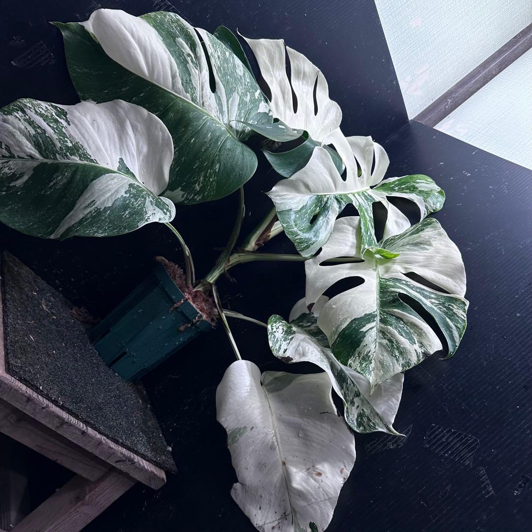 K*a様 斑入りモンステラ ホワイトタイガー極美大株54cm白斑多