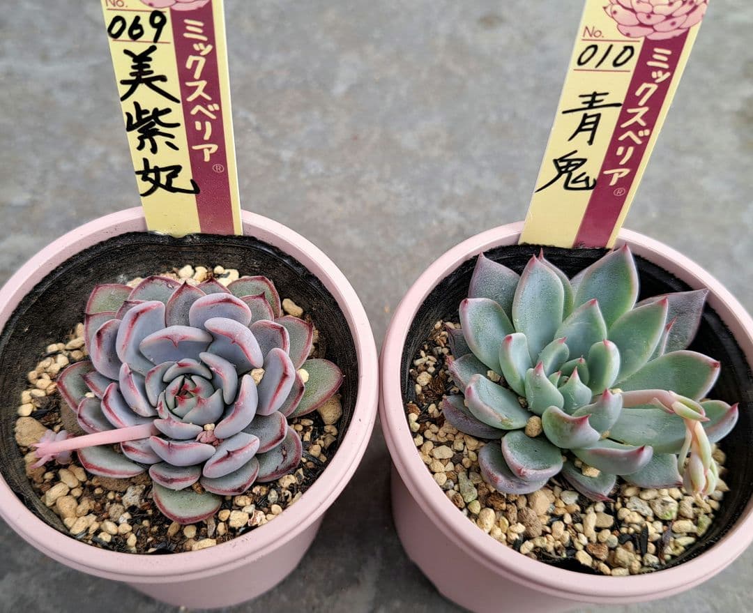 ミックスベリア　青鬼、美紫妃花芽付きセット　札付き　鉢ごと　おらいさん