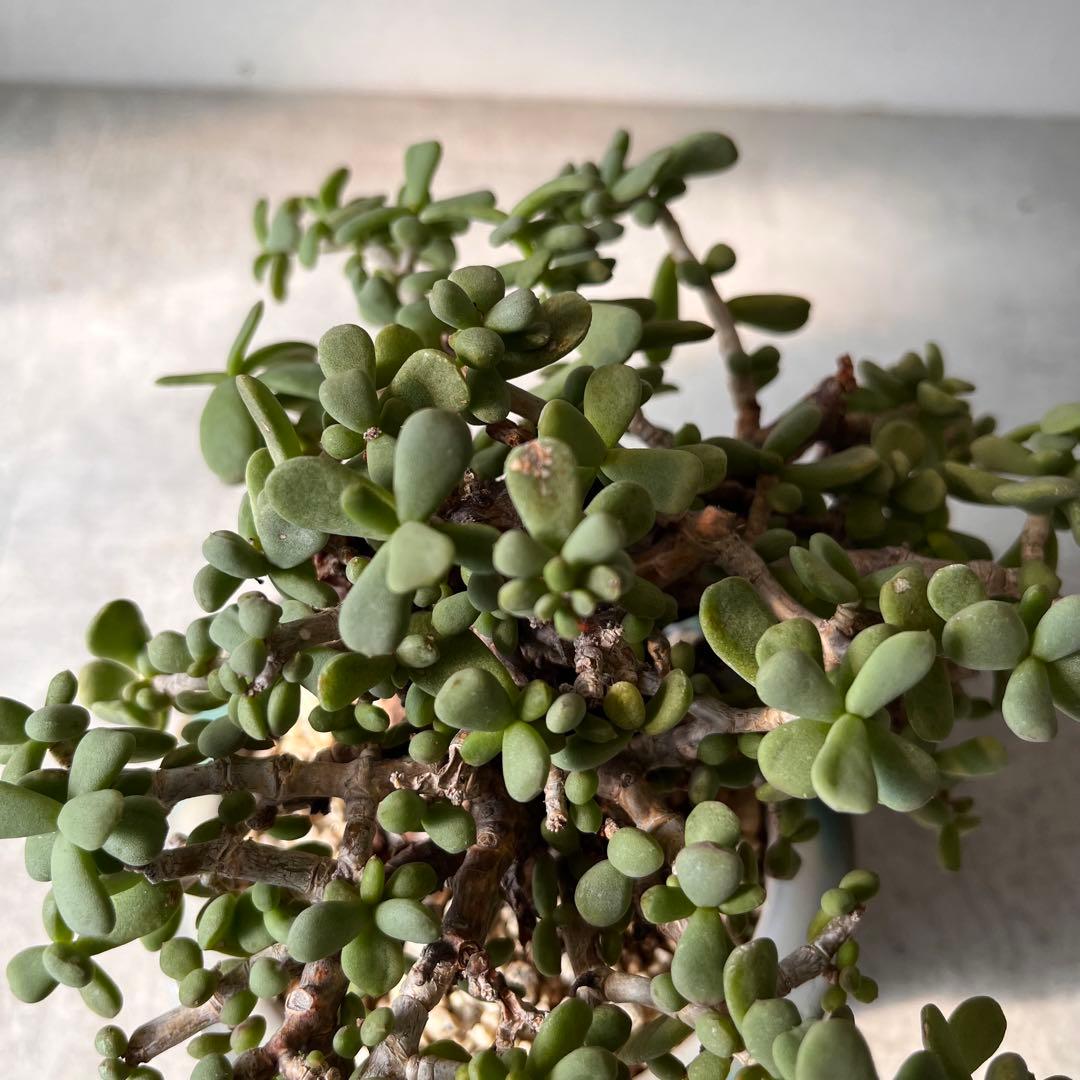 g*g様 ケラリアピグマエア　現地球　発根済み　塊根植物　陶器鉢セット　Ⅲ