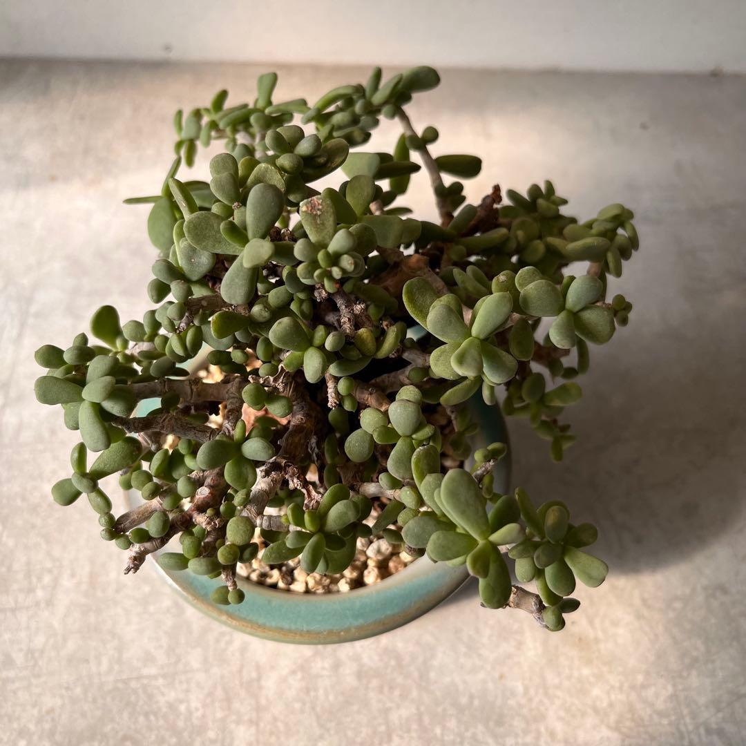 g*g様 ケラリアピグマエア　現地球　発根済み　塊根植物　陶器鉢セット　Ⅲ