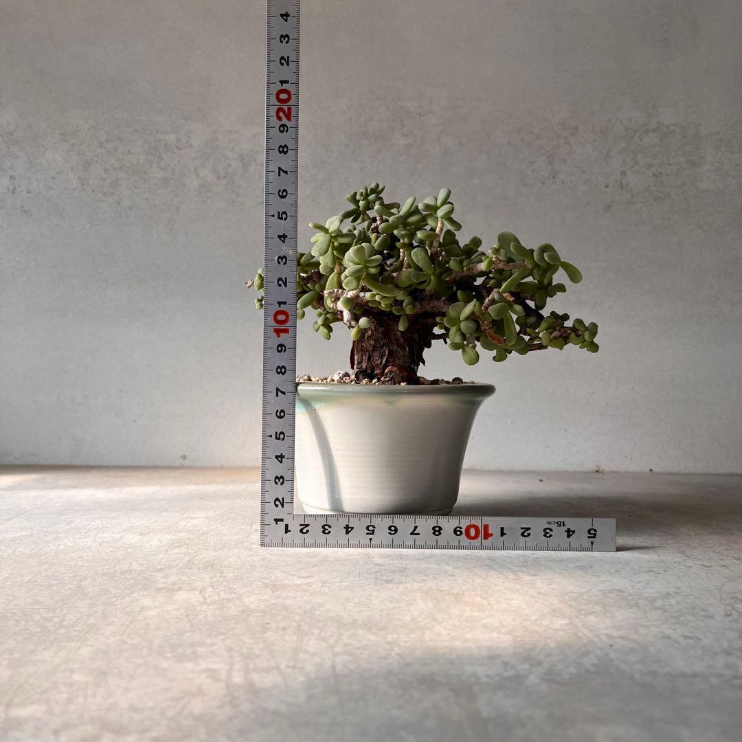 g*g様 ケラリアピグマエア　現地球　発根済み　塊根植物　陶器鉢セット　Ⅲ