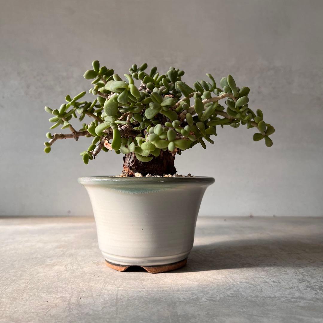 g*g様 ケラリアピグマエア　現地球　発根済み　塊根植物　陶器鉢セット　Ⅲ